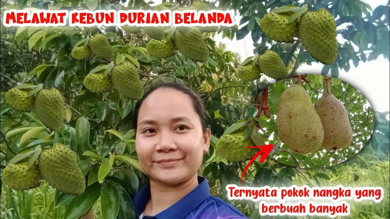 Mengungkap Jejak Belanda: Dari Kebun Nangka hingga Lapangan Sepak Bola Indonesia