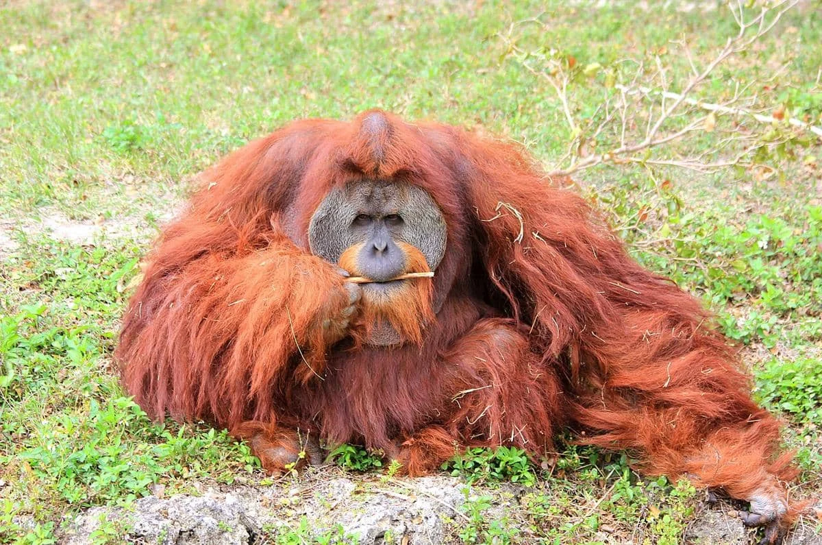 Terancam Punah! 5 Satwa Ikonik Indonesia yang Kini Menghadapi Krisis Eksistensi