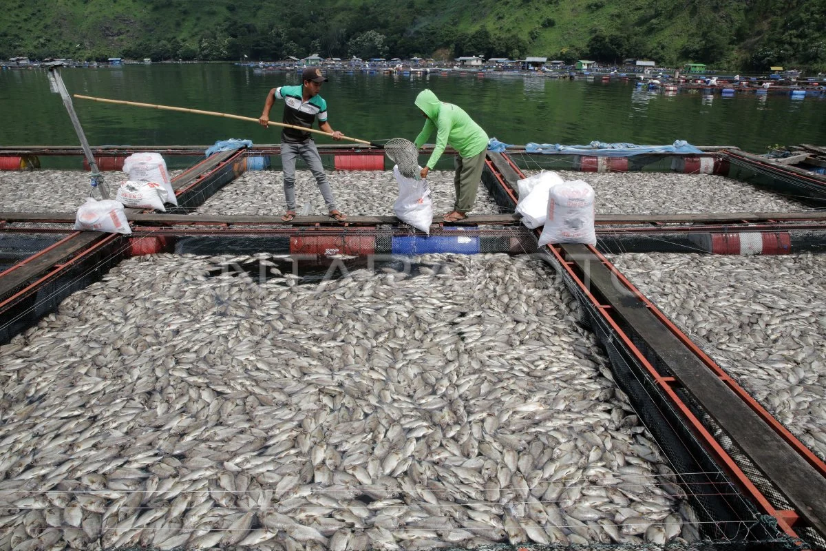 10.000 Ikan Invasif Danau Toba Diolah Jadi Kerupuk Tayo-Tayo, Berapa Harganya?