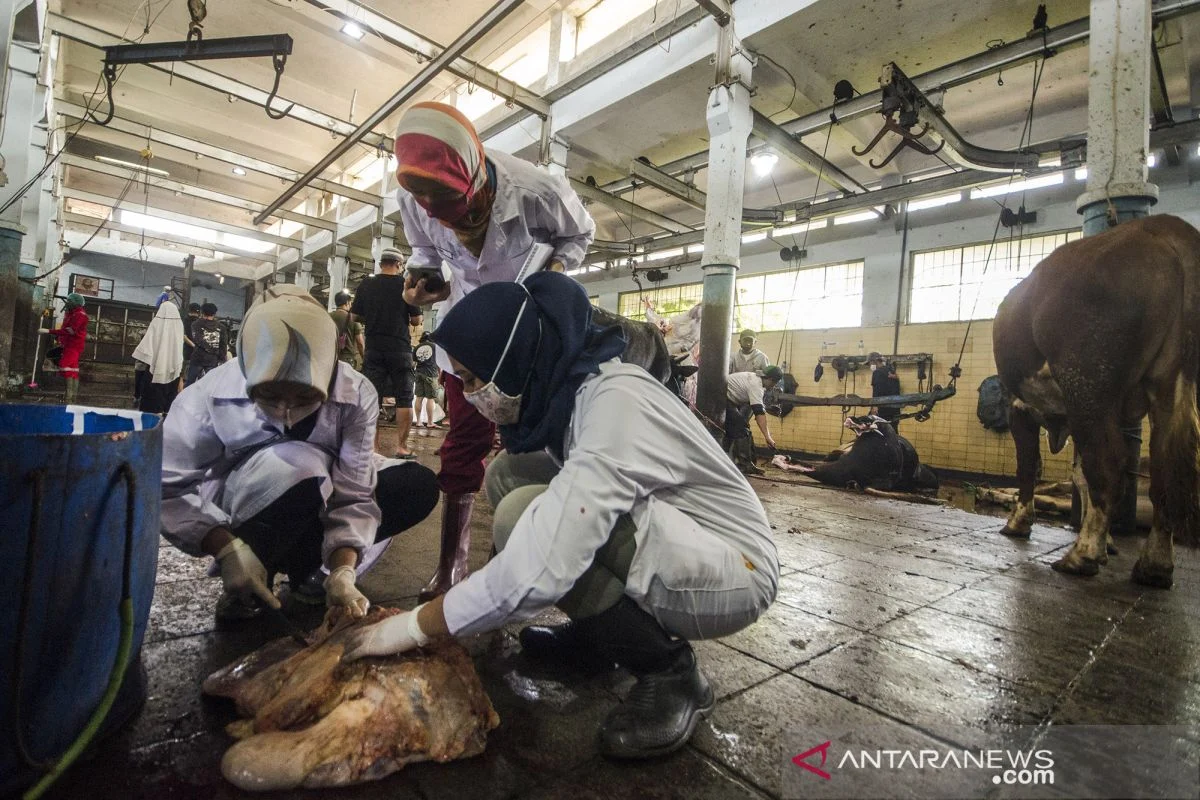 5.000 Warga Brebes Tertarik Menyembelih Hewan Kurban di Rumah Potong Hewan, Ini Alasannya