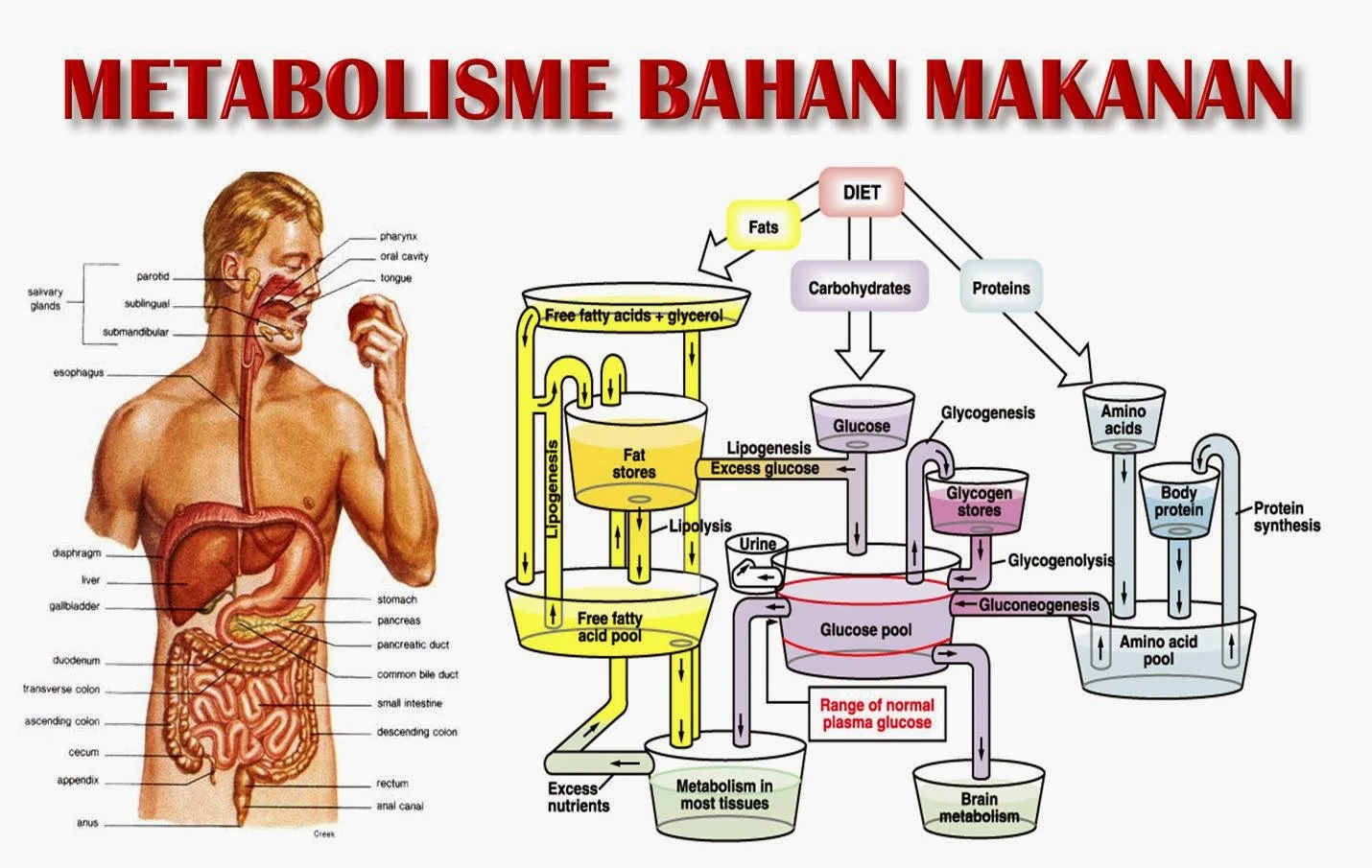 5 Dampak Gelombang Panas pada Keseimbangan Hormon & Metabolisme yang Harus Kamu Tahu
