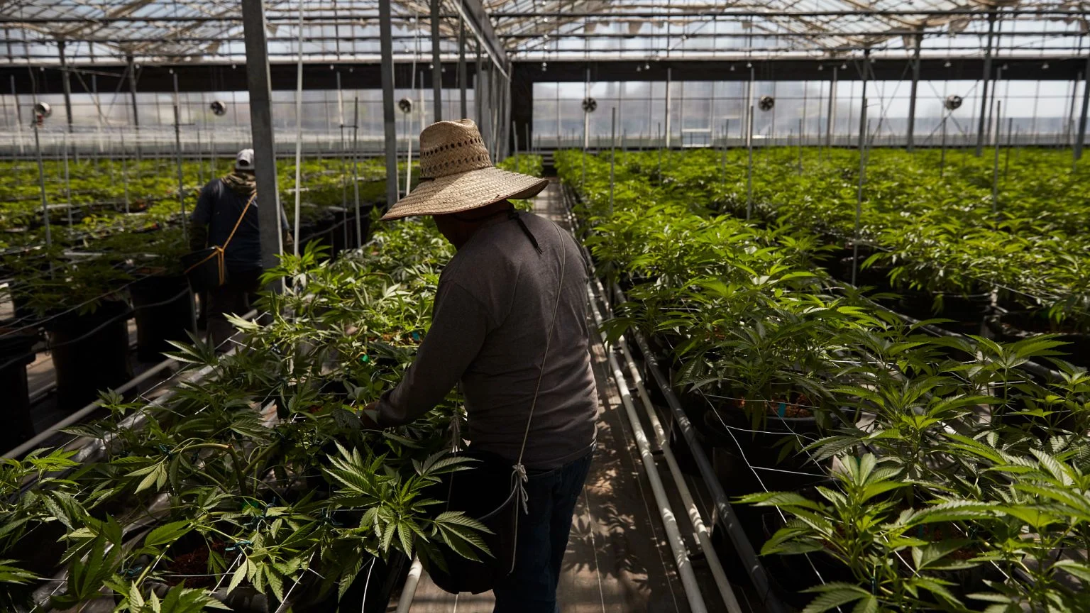 5 Fakta Mengejutkan tentang Barnsley Cannabis Farmer yang Mengguncang Kota