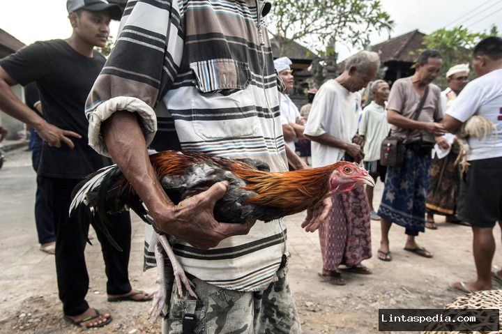Tangis pilu anak pencuri ayam di Bali yang tewas dihajar warga: “Bapak, bapak”
